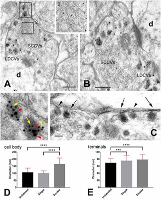 Costorage of High Molecular Weight Neurotransmitters in Large Dense Core Vesicles of Mammalian Neurons